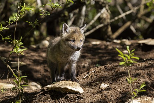 Entre 500 000 et 600 000 renards sont tués chaque année en France.