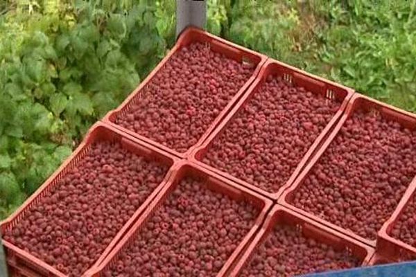 Ces framboises ont été triées à la main. Elles vont pouvoir être transformées sur place. 