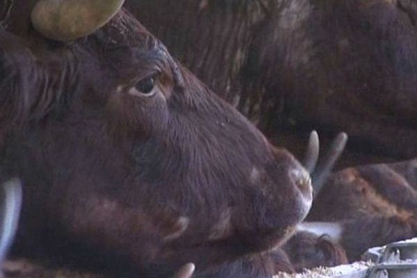 la filière viande bio en Picardie