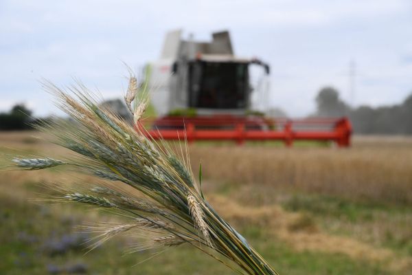 La récolte des céréales en Vendée et Deux-Sèvres en baisse de 45% en 2020, du fait des mauvaises conditions climatiques