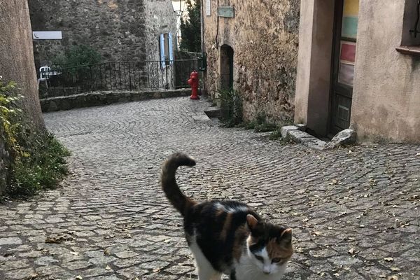 Contre les abandons d'animaux, l'appel du député Loïc Dombreval et de 100 vétérinaires pour la stérilisation