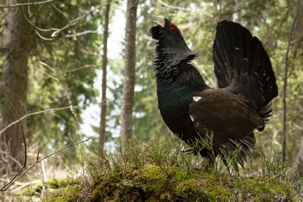 Le grand tétras vit dans le massif du Jura