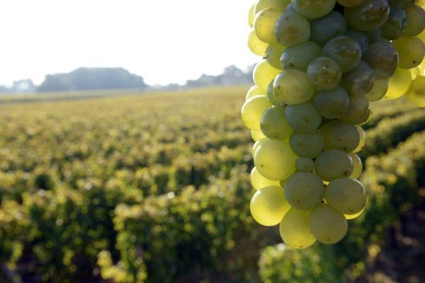 La vigne est l'une des activités agricoles qui utilisent le plus de produits phytosanitaires par rapport à la surface