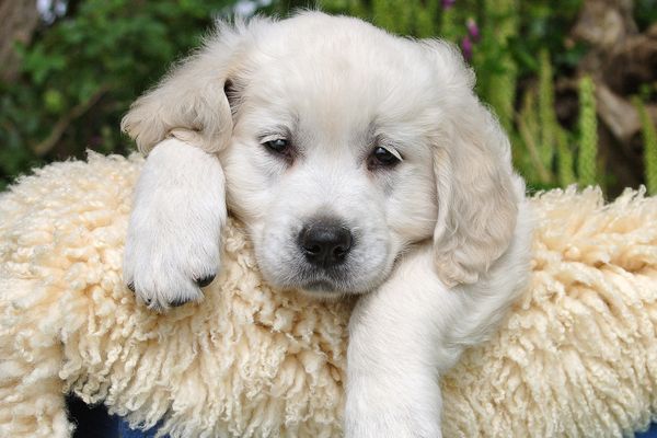 Au bout de sa vie, un chiot Golden-retriever attend le soleil...