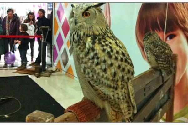 La chouette étonnée par la frénésie de Noël dans un centre commercial de Rouen