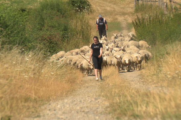 Les troupeaux commencent à manquer d'herbe.