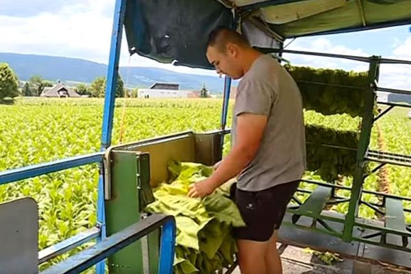 Romain, un saisonnier franc-comtois, ramasse le tabac en Suisse.