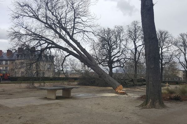 Huit marronniers centenaires trop fragilisés seront abattus cette semaine au Jardin d'Orsay à Limoges