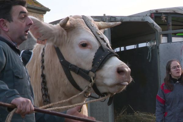 12 charolaises de Saône-et-Loire ont pris la route pour le Salon de l'agriculture.