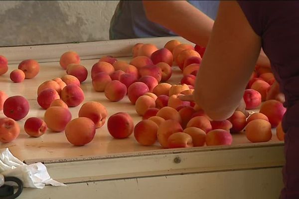 Les abricots des Baronnies représentent 10% de la production française. Obtenir le label leur permettrait de gagner en notoriété, et en valeur marchande.