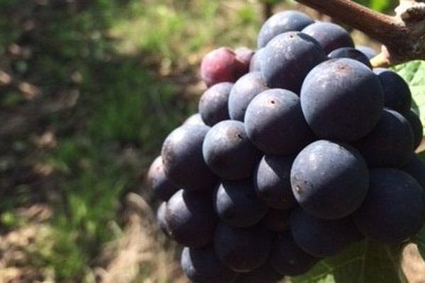 Grain de champagne sur une exploitation en Seine et Marne