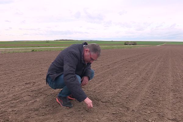 Ghislain Malatesta, directeur du département expérimentation et expertise régionale de l'Institut technique de la betterave, dans une des premières parcelles de betteraves semées en 2024 en Champagne.