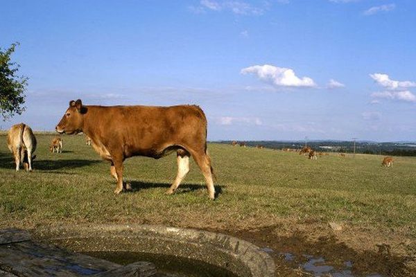 Une vache limousine peut consommer jusqu'à 120 litres d'eau par jour.