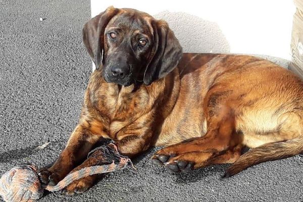 La jeune chienne Onnie, de la race Rouge de Hanovre, des pompiers de Vannes