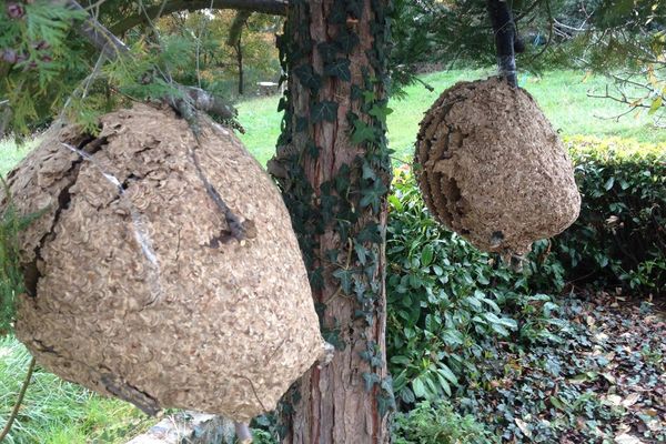 Deux nouveaux nids de frelons asiatiques ont été découverts en novembre 2014 à Montluçon dans l'Allier. L'un d'entre eux comptait plus de 2 500 insectes.