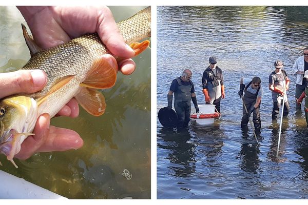 Inventaire de la faune piscicole dans le Loing