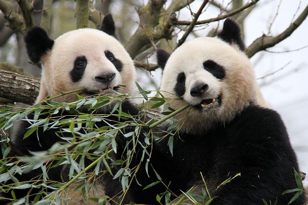 Deux pandas chinois comme ceux qui vont venir en Belgique pour 15 ans.