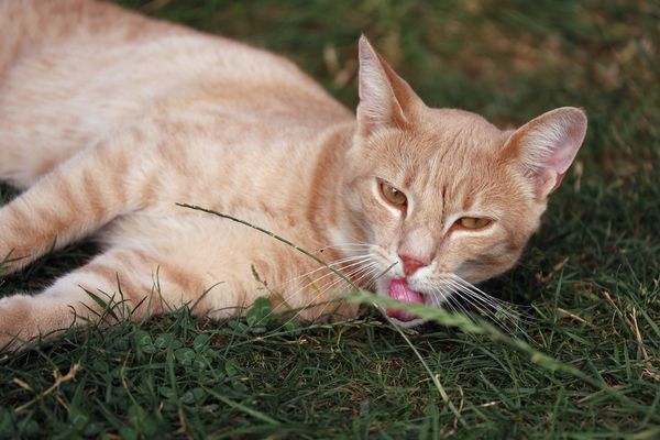 Les chats sont aussi susceptibles d'être touchés par le diabète.