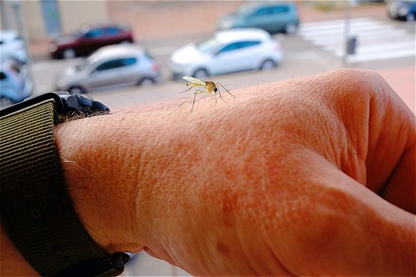 Le virus du Nil fait son apparition, pour la première fois, en Aquitaine. À la mi-octobre, 31 personnes étaient contaminées au West Nile, transmis par les moustiques, en Aquitaine.