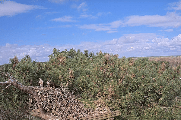 Balbuzard-pêcheur (tout à gauche dans l'image) Capture d'écran de la webcam installée dans le parc de Chambord (Loir-et-Cher) - 24 mars 2024