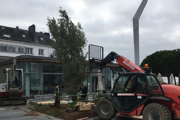 Pour un effet plus rapide, des arbres déjà grands ont été plantés place du Commando