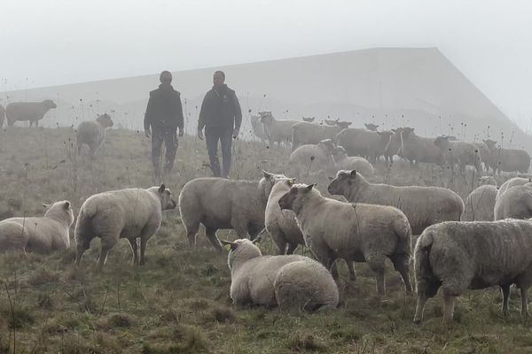 Les brebis squattent et entretiennent les parcelles des vaches laitières en hiver.