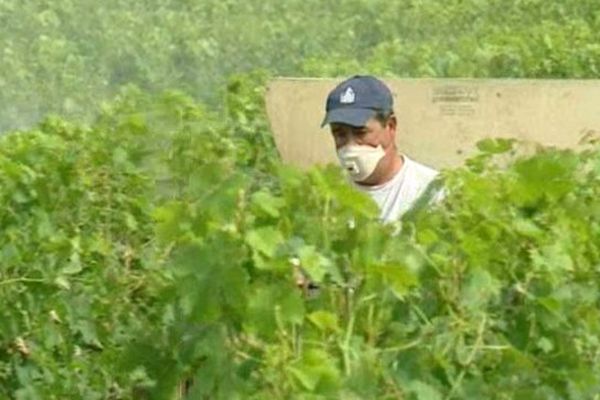 Épandage de pesticide dans les vignes