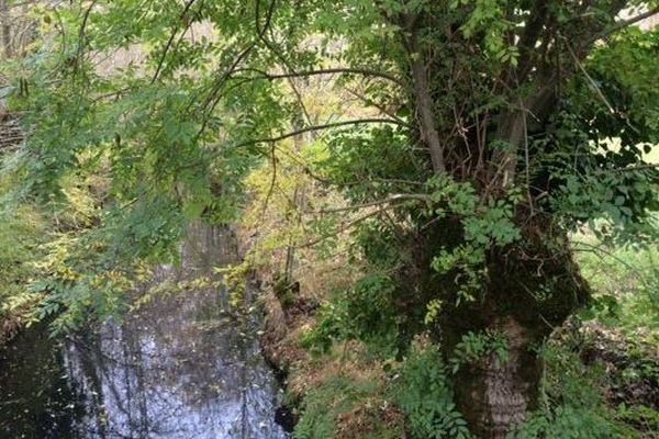 Les frênes tétards du Marais Poitevin sont en danger.