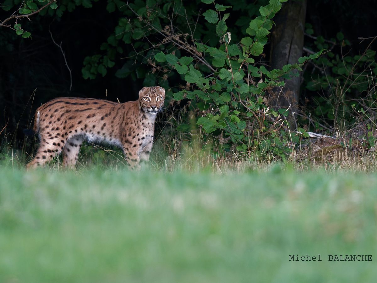 Un lynx sans oreilles photographié dans le Doubs interroge sur la