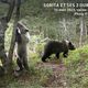 Sorita et ses deux oursons, 16 août 2023, vallée d'Ossau.