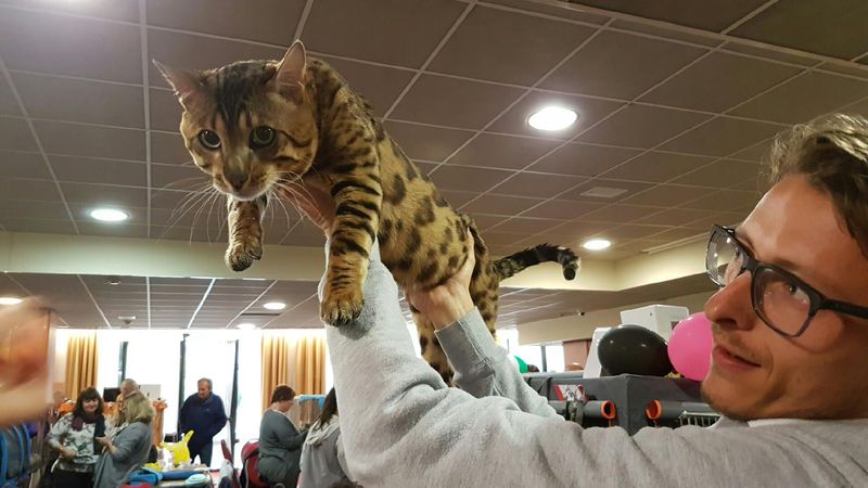 Photos A Aix Les Bains En Savoie Un Concours International Pour Elire Le Plus Beau Chat