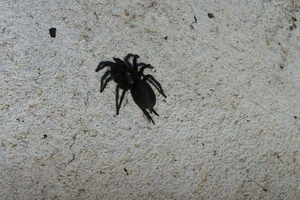 Une mygale a été découverte en Haute-Loire dans une jardinerie de Vals-près-le-Puy. L'araignée, bien vivante, avait élu domicile dans un olivier d'Andalousie. (image fournie par la jardinerie)