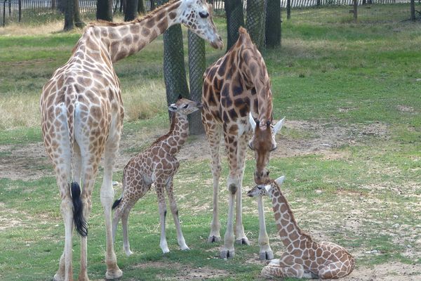 Toute la petite famille réunie autour du berceau de "bébé" et de sa demi-soeur