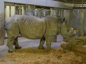 D’Ora a pris ses quartiers dans l'enceinte du Parc zoologique, le 2 mars dernier.