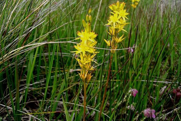 La Narthecium Ossifragum, la narthécie des marais, est l'une des plantes concernées par l'exploitation qui aurait été faite sans dérogation par la société La Florentaise. 