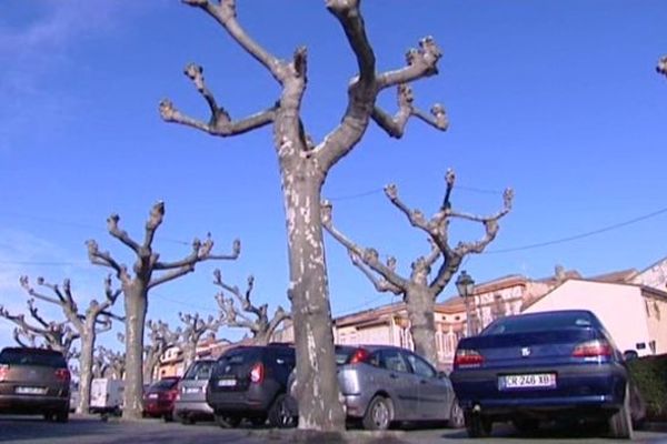 Les platanes des allées Niel font l'objet d'une polémique. 