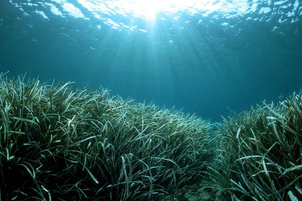 Les herbiers de posidonie sont le véritable poumon de la Méditerranée et un véritable habitat pour la faune marine.