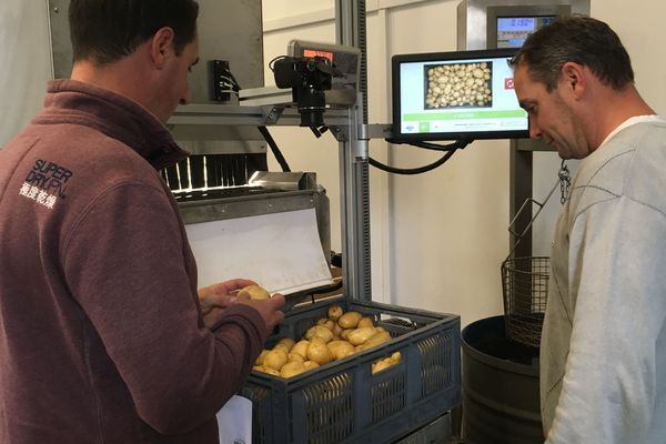 Le calibrage des pommes de terre se fait automatiquement grâce à l'innovation de ces Aubois.