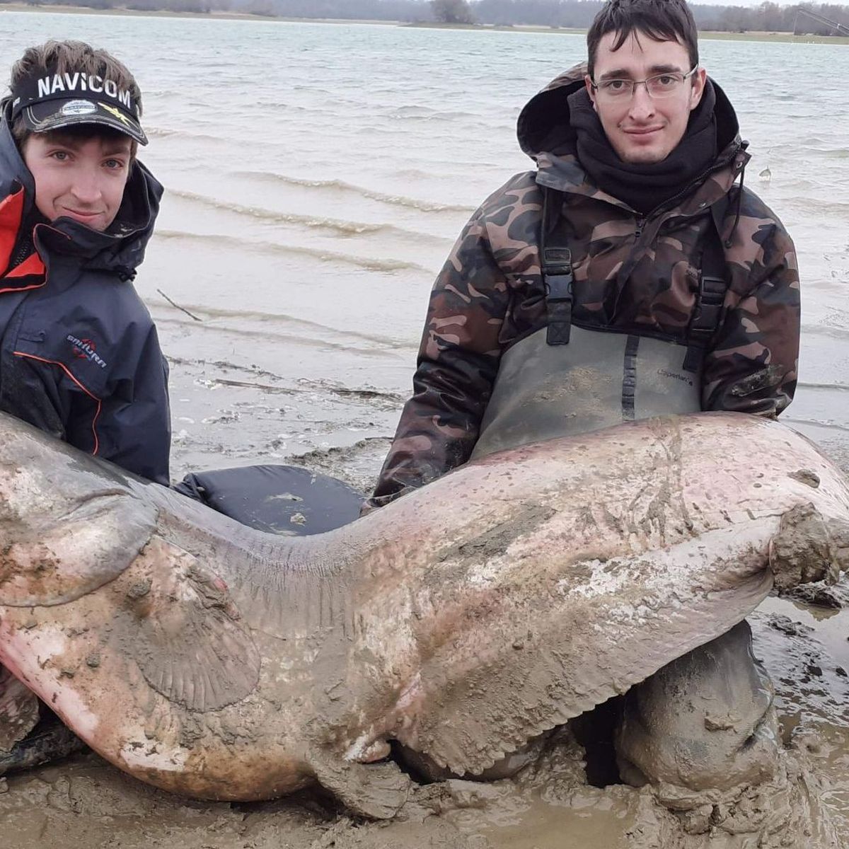 Un Pecheur De Cote D Or Sort Un Silure De Plus De 2 Metres Du Lac Du Der