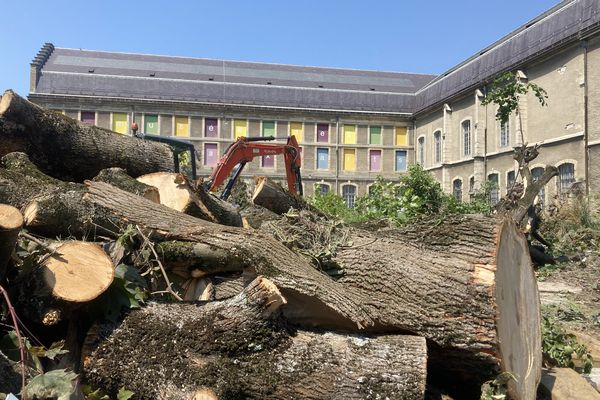 Les arbres du jardin du musée des Beaux-Arts sont abattus un à un.