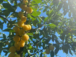 Coup d'envoi de la récolte des Mirabelles de Lorraine lundi 29 juillet 2024.