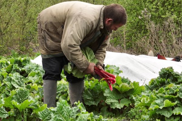 Francis Parmentier récolte sa rhubarbe. Il vend ses fruits et légumes sur trois marchés à Amiens