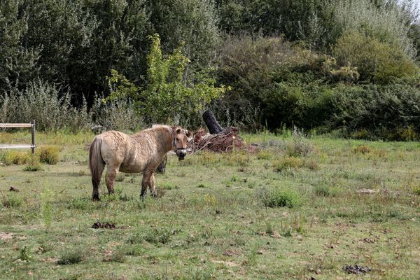 Chevaux mutilés dans le Gard