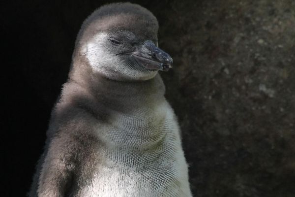 Le nouveau-né, âgé de deux mois, sera bientôt présenté aux visiteurs du zoo d'Amiens.