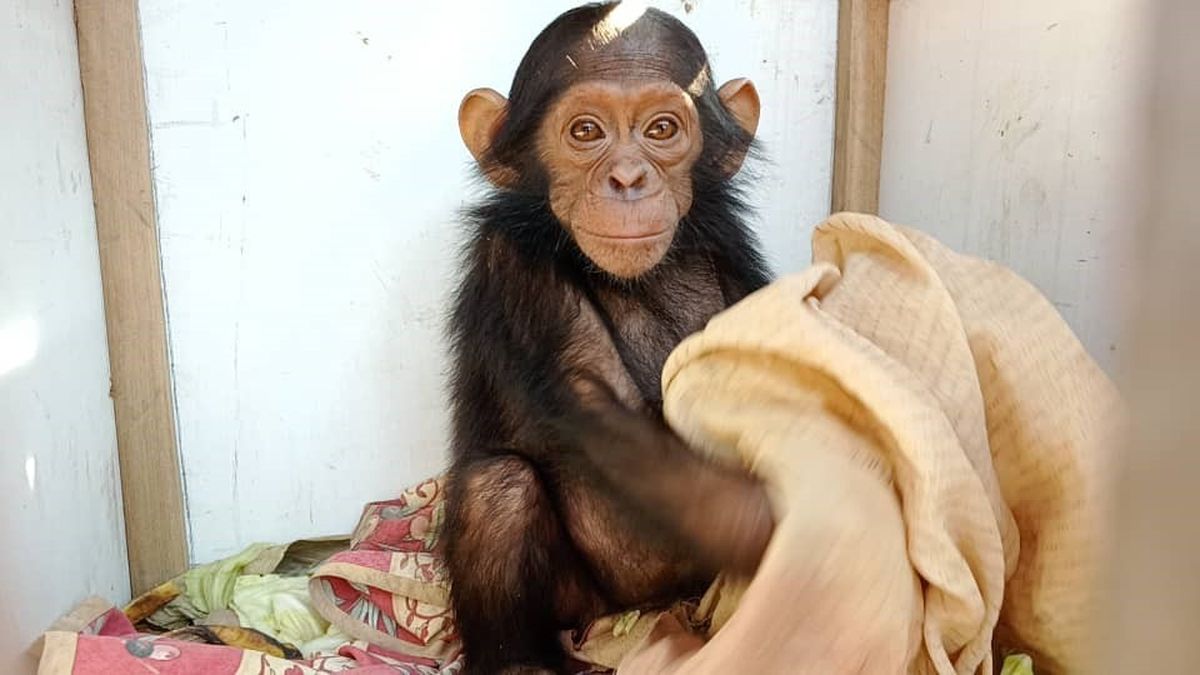 Trafic De Chimpanzes On A Massacre Leur Famille Un Lyonnais Engage Dans Leur Preservation Denonce L Enlevement De Bebes