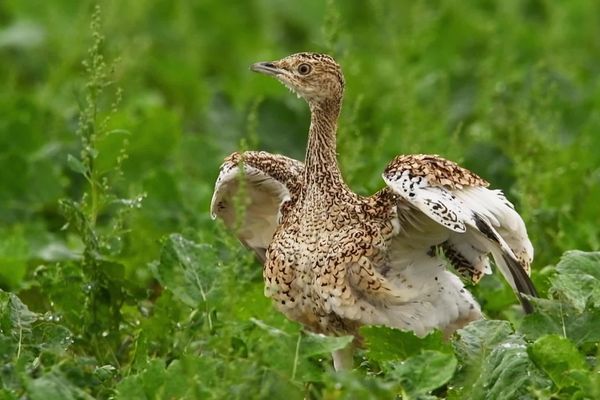 Les population d'outarde dans le Poitou ne sont plus menacées d'extinction