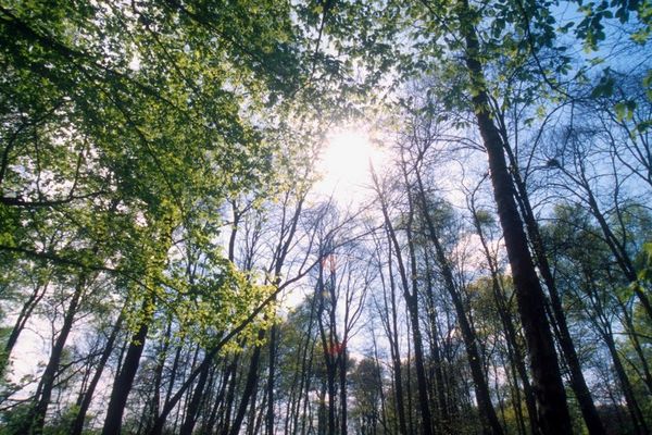 L'agression s'est déroulée à proximité de la forêt de Raismes.