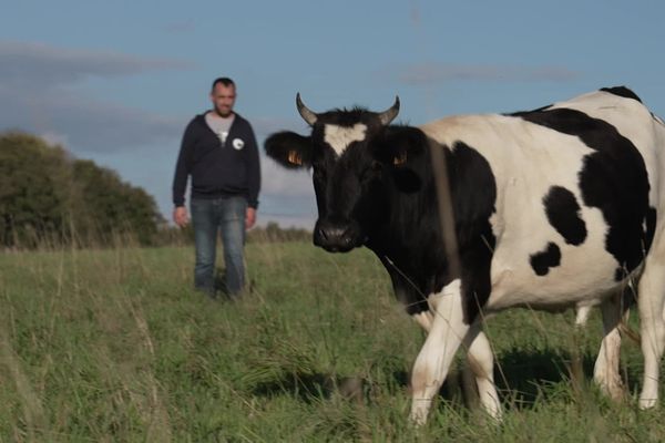 La vache Bretonne Pie Noir a longtemps été délaissée au profit de vaches plus productives comme les Limousines. Toutefois, aujourd'hui, plusieurs éleveurs tentent de la faire connaître de nouveau en France où elle a eu une place importante avant la Seconde Guerre mondiale.