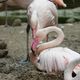 Après plus de 20 ans d'attente, le parc de loisirs de Bellewaerde en Belgique annonce la naissance de leur premier bébé flamant rose, que l'on appelle un poussin.