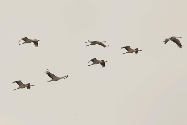 Illustration. Les grues cendrées sont de passage au-dessus du Limousin, en ce début du mois de novembre, dans leur migration vers l'Espagne.